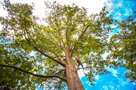 Mobile, AL Tree Services Company