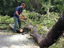 Lawn Renovation and Restoration in Mobile, AL
