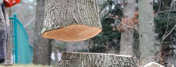 Best Tree Maintenance Programs  in Mobile, AL