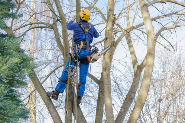 Best Lawn Maintenance Plans  in Mobile, AL
