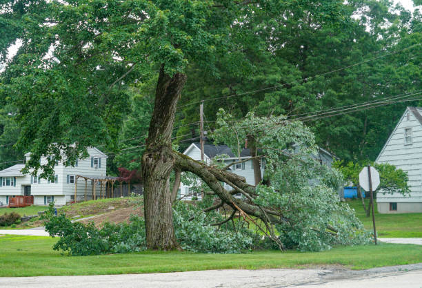 Best Emergency Tree Removal  in Mobile, AL