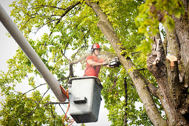Leaf Removal in Mobile, AL