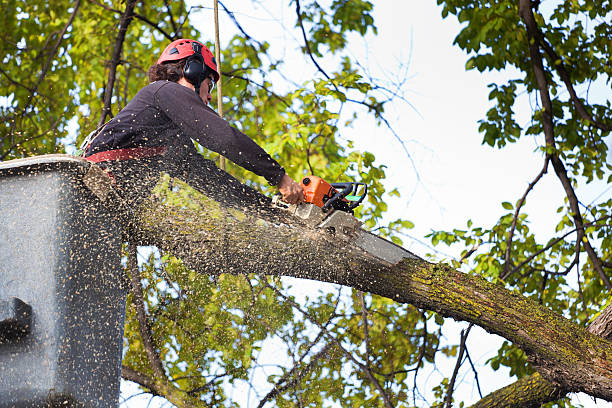 Best Firewood Processing and Delivery  in Mobile, AL